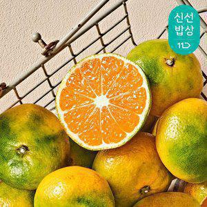 [최종혜택가11,740원]제주 극조생 노지 감귤 4.5kg 로얄과/감귤 실중량