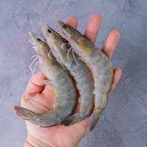 횟감가능! 신선한 새우만 드려요. 제철 활 새우 1kg / 100% 당일바리