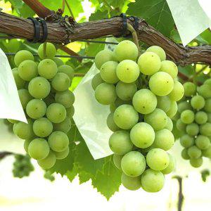 톡 터지는 샤인머스켓 2kg (5-6수/가정용)