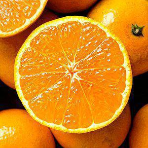 제주 서귀포 타이벡 노지감귤 4.5kg 중대과(L-2L)