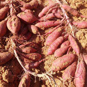 신기촌마을 꿀고구마 5kg/10kg(특상중혼합)