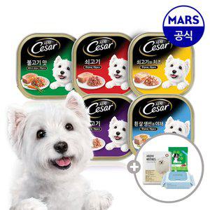 시저 주식캔 100gx12개 골라담기+아이엠즈+배변패드+베베숲물티슈