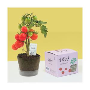 팜팜농장 방울토마토 식물 재배키트 화분 모종 식물키우기 씨앗 대한교사협회추천 수업자료 관찰일지포함