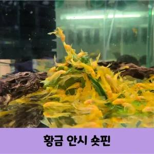 안시 물고기 황금안시 숏핀3마리