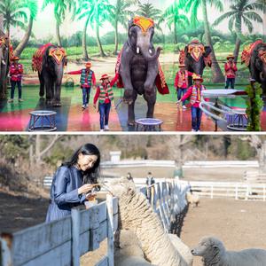 [제주] 점보빌리지+양떼목장 입장권 / 실내관광지 미디어아트 제주동물원