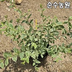 무늬쥐똥나무 묘목 7치화분 1개/생울타리/조경수