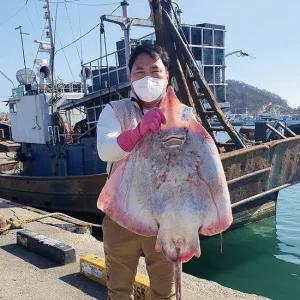 목포 문영석님의 저온숙성 흑산도 홍어 250g (약한숙성)