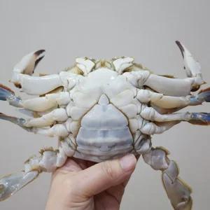 서해안 활꽃게 암꽃게 5kg