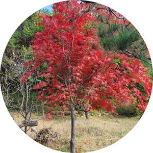 단풍나무/Acer palmatum/R4 R5/성목/기념식수/가로수/정원수/녹음수/공원수/조경수