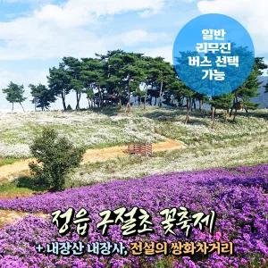 [전북] 정읍 구절초 꽃축제(10/14~26)+내장산 내장사+쌍화차거리 당일여행(일반/리무진버스) / 서울경기出