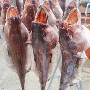 국내산 해풍맞은 반건조 손질 대구 1미 380g ~ 450g