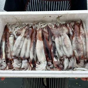 국산 생물 대짜 오징어 1kg(2~4미)