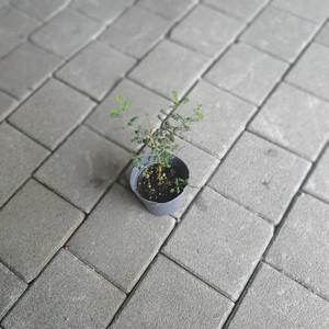 마오리소포라 소품 30~50cm 야생화 행잉플랜트 화분