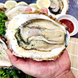 자연산 바위굴 벚굴 하프셀 5kg 10kg 통영 대왕 굴 석화