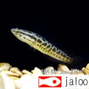 생먹이 자루 토종 가물치 10-15센티급 치어 4마리 민물고기 방생 관상용 관찰용 스네이크헤드 찬나