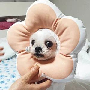 [콩심팥심]꽃피는 강아지 고양이 쿠션 넥카라 핑크 M 깔대기