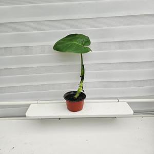 식물공장 못난이 몬스테라 소품 반려식물 10-25cm 18
