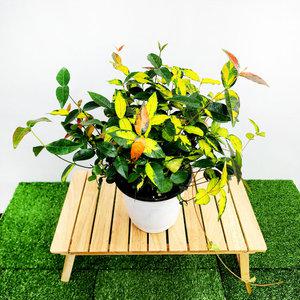 에덴플랜트 황금마삭줄 중품 마삭줄 행잉플랜트 무늬 덩굴식물 늘어지는 노지월동 반려식물