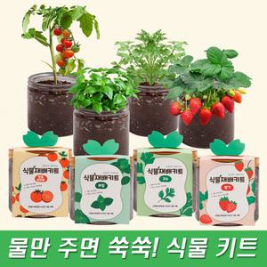 국산 식물키우기 재배키트 딸기 방울토마토 고수 바질 루꼴라 강낭콩 레몬밤 당근 파슬리 해바라기 봉선화
