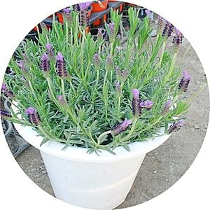 라벤더/lavender/대형화분/50cm/꽃화분/허브/기능성식물/향기식물