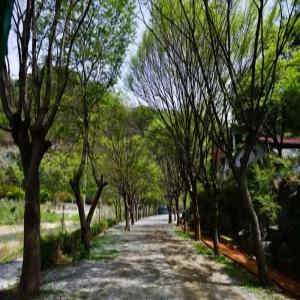 [경기] 강변의숲속펜션&캠핑(경기, 가평)