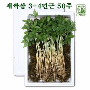 새싹삼 3-4년근 강원도 어린인삼 새싹삼 인삼 사포닌 애기삼 생식 어버이날 부모님 선물 50주