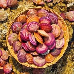 통영직송 달큰한 활 홍가리비 2kg