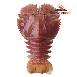 제주 부채새우 500g 4-5미 선동 최근조업