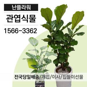 축하화분/개업식화분/관엽식물/개업이전/공기정화식물/전국당일3시간배달/난플라워