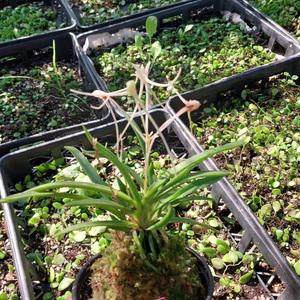 삼각산 부귀란 소엽풍란 석부작 목부작 착생란