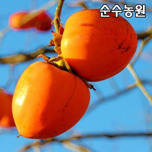 감나무 묘목, 대봉시 접목1년 뿌리묘(중묘) 1개/유실수/과실수