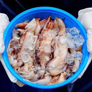 국내산 총알 통찜 오징어 1kg(15-20미 내외) 급냉 초코오징어