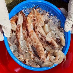 국내산 총알 통찜 오징어 2kg(30-40미 내외) 급냉 초코오징어