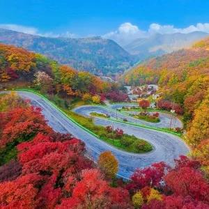 보은 속리산 법주사 2025 단풍 버스 여행