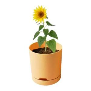 올인원 해바라기 꽃 재배기 텃밭화분 세트