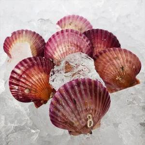 [지투지샵]통영 홍가리비 1kg
