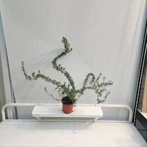 식공플랜츠 늘어지는 클리핑 로즈마리 묵은둥이 소품 반려허브 15-30cm 45
