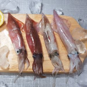고소하고 쫄깃한 제철 총알한치 500g (10-30미 내외) 초코한치