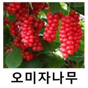 오미자나무 묘목 실생3년 5주묶음