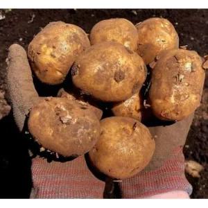 포슬포슬 제주 햇 감자 화산토 흙감자 5kg 10kg 원산지: 국내산