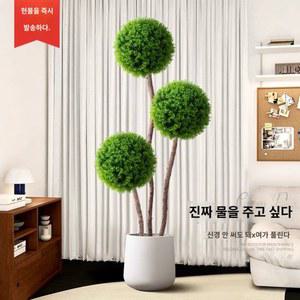분재 장식 대형조화나무 유칼립투스 화분