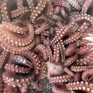 자숙 참문어 (자숙전 1kg / 자숙후 600g)
