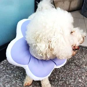 강아지넥카라 쿠션 깔때기 꼬깔 L 애견 퍼플