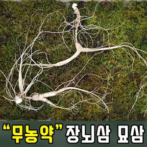 3년근모종 장뇌삼  산삼 인삼 모종
