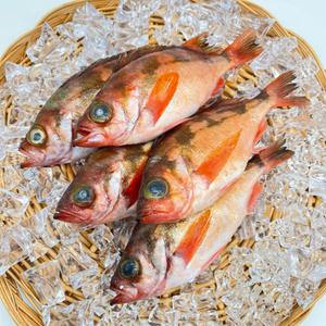 독도산 프리미엄 특대 볼락 1kg 2kg 뽈락 매운탕 쏨뱅이 구이
