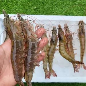 [산지플러스] 활 흰다리새우 1kg (23-27미)
