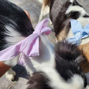 시원한 반려동물 개 고양이 여름 얼음 쿨스카프