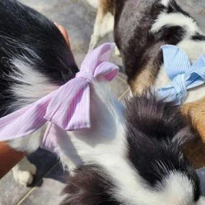 [콩심팥심]시원한 반려동물 개 고양이 여름 얼음 쿨스카프