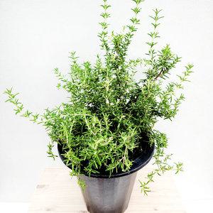 에덴플랜트 크리핀 로즈마리 대품 크리핑 공기정화식물 허브 로즈메리 꽃피는 클리핑 꽃나무