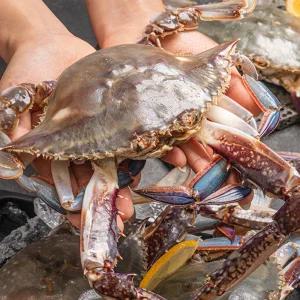 농가살리기 전남 진도 가을 햇 꽃게 (숫) 1kg (3-5미 내외)